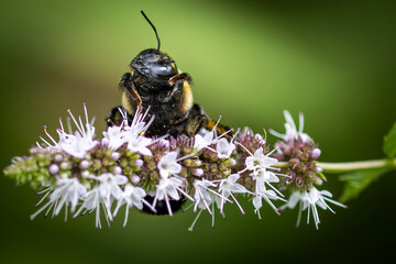 bee on a flower