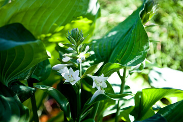 flower blooming in garden