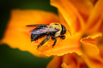 Bee on Orange Lilly flower