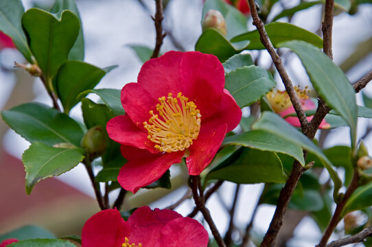 Sungle petaled red Camellia flower growing on the bush, blooming in very early spring.  Center of the flower is yellow and wide open.