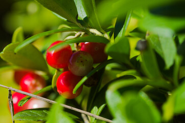 Lingonberries in a bush
