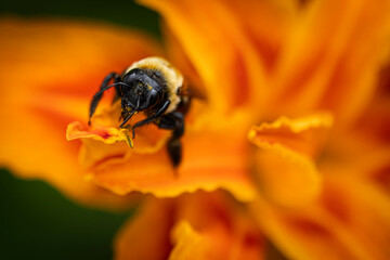 Bee on Orange Lilly flower