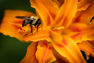 Bee on Orange Lilly flower