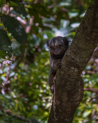 curious monkey