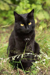 Naklejka na ściany i meble Beautiful bombay black cat portrait with yellow eyes and attentive look sits in grass in nature