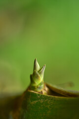 Closeup nature view leaf on blurred greenery background in garden with copy space for text using as background natural green plants landscape