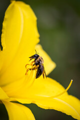 Bee on yellow Lilly flower