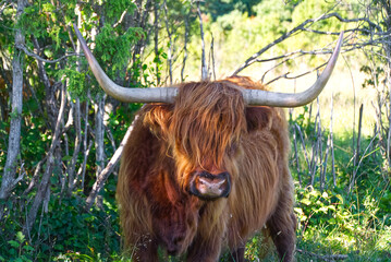 Highland cow walking in forest, hiding from hot summer sun.