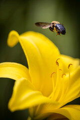Bee on yellow Lilly flower