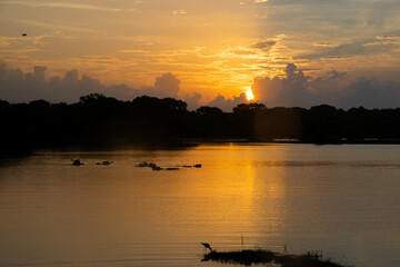 Obraz premium 朝焼けの中、水牛の群れが湖を泳いでいる（スリランカのヤラ国立公園）