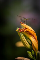 macro of Dragonfly