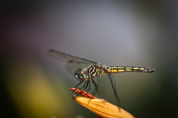 macro of Dragonfly