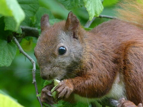 rotes Eichhörnchen mit grüner Haselnuss