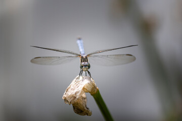 macro of Dragonfly