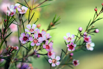 Fototapeta premium Pink flowers of an Australian native Geraldton Wax cultivar, CWA Pink, Chamelaucium uncinatum, family Myrtaceae, endemic to Western Australia. Winter and spring flowering.