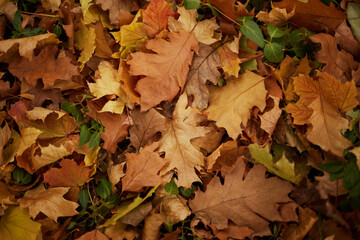 Colorful autumn background of vibrant foliage. Backdrop of fallen leaves