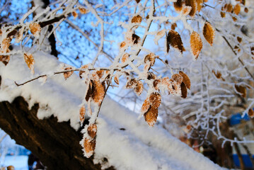 Yellow leaves powdered snow. Conceptual photo for an early unexpected winter and first snow.