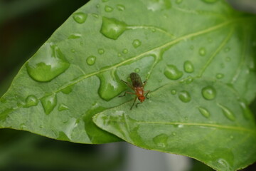 A fly on a hostas leaf