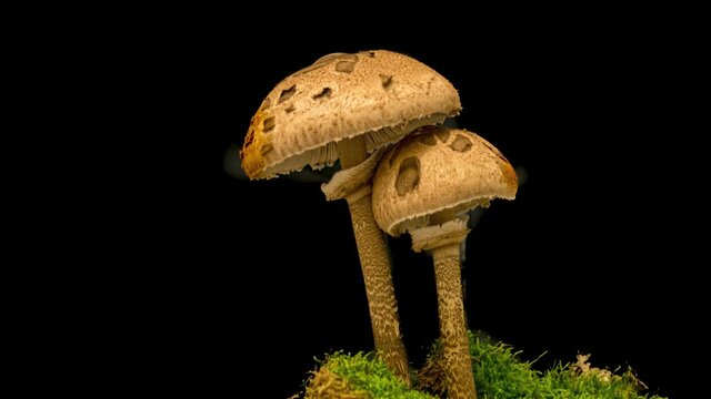 Macrolepiota procera mushroom opening on black background. Timelapse