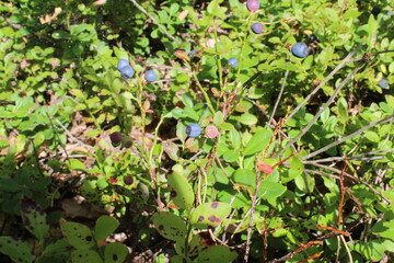 Obraz premium blueberry bushes with blueberry berries small blue in the forest close up