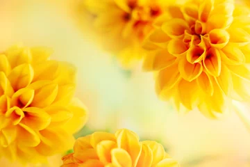 Foto op Plexiglas Autumn floral composition made of fresh yellow dahlia on light pastel background. Festive flower concept with copy space. © Svetlana Kolpakova