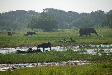 Fototapeta na wymiar スリランカのヤラ国立公園の動物たち
