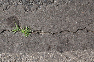 Spękana asfaltowa nawierzchnia drogi wraz z wyrastającą kępką trawy. - obrazy, fototapety, plakaty