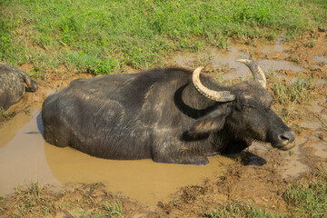 Obraz premium スイギュウが泥に浸かってリラックスしている