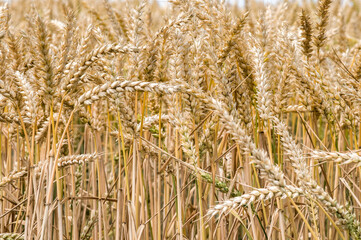 Ears of ripe wheat. Closeup