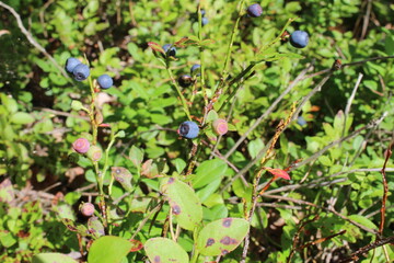 blueberry bushes with blueberry berries small blue in the forest close up