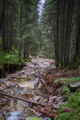 Mountain creek in a green forest