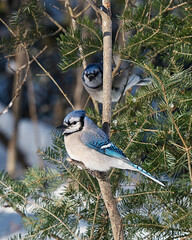 Blue Jay Bird Stock Photos. Perched on a spruce tree in the winter season displaying blue feather plumage, tail, body, head, eye, feet, beak in its wild environment and habitat with blur background. 