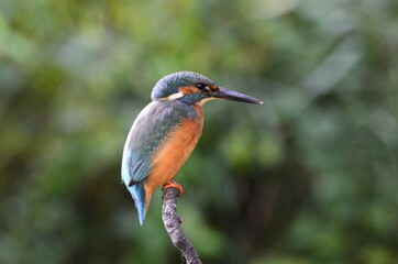 Martin-pêcheur d'Europe (Alcedo atthis)