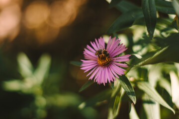 bee on pink flower