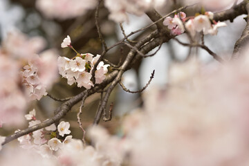 桜の背景