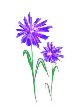 blue flower isolated on white background