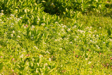 green grass background