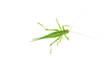 Big green grasshopper isolated on white background