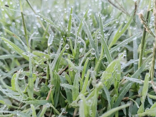 fresh green grass with dewdrops.