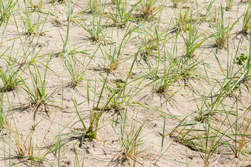 Grass growing of a sand dune