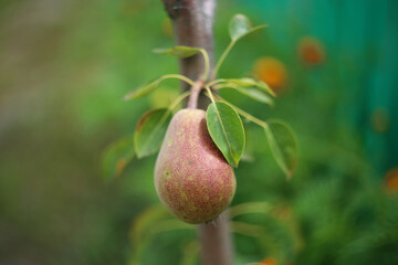 Almost ripe pear on the tree in the garden.