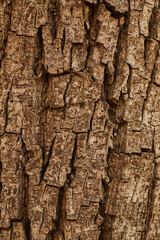Close up of the texture of bark