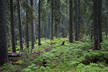 Green summer Coniferous forest landscape