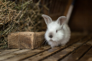 White little rabbit in the cage on the animal farm