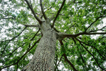Quercia. Albero della vita