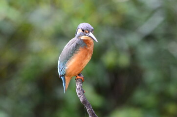 Martin-pêcheur d'Europe (Alcedo atthis)