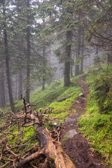 Trekking trail in the forest Coniferous forest
