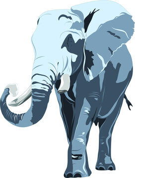 elephant