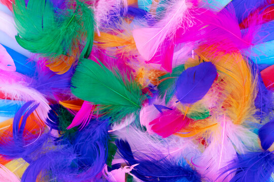 Colorful pattern made of feathers. © neirfy