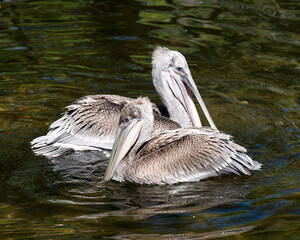 Brown Pelican stock Photos.  Picture. Photo. Image. Portrait. Close-up juvenile bird close-up profile with blur background. Pelican in water.